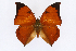  (Zaretis mirandahenrichae - INB0004273118)  @15 [ ] CreativeCommons - Attribution Non-Commercial Share-Alike  National Biodiversity Institute of Costa Rica National Biodiversity Institute of Costa Rica