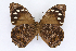  ( - INB0004277293)  @15 [ ] CreativeCommons - Attribution Non-Commercial Share-Alike  National Biodiversity Institute of Costa Rica National Biodiversity Institute of Costa Rica