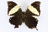  ( - INB0004277481)  @14 [ ] CreativeCommons - Attribution Non-Commercial Share-Alike  National Biodiversity Institute of Costa Rica National Biodiversity Institute of Costa Rica