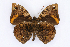  (Opsiphanes cassina chiriquensis - INB0004277932)  @11 [ ] CreativeCommons - Attribution Non-Commercial Share-Alike  National Biodiversity Institute of Costa Rica National Biodiversity Institute of Costa Rica