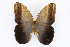  (Caligo oedipus - INB0004278032)  @15 [ ] CreativeCommons - Attribution Non-Commercial Share-Alike  National Biodiversity Institute of Costa Rica National Biodiversity Institute of Costa Rica