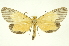  (Oricia homalochroa - INB0004338603)  @14 [ ] Copyright (2012) Juan Mata Lorenzen INBio