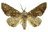  (Hemiceras BioLep17 - INBIOCRI000222077)  @14 [ ] Copyright (2012) Juan Mata Lorenzen Unspecified