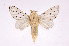  ( - INBIOCRI000274290)  @11 [ ] Copyright (2012) J. Montero Instituto Nacional de Biodiversidad