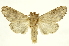  (Dasylophia xylinata - INBIOCRI000617572)  @11 [ ] Copyright (2012) J. Montero INBio