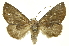  (Hemiceras nigrescens - INBIOCRI000671795)  @15 [ ] Copyright (2012) Juan Mata Lorenzen Unspecified