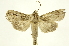  (Elymiotis Janzen04 - INBIOCRI000997418)  @14 [ ] Copyright (2012) J. Montero INBio