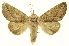  (Hemiceras affinisDHJ01 - INBIOCRI001294431)  @15 [ ] Copyright (2012) Juan Mata Lorenzen INBio
