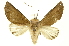  (Hemiceras monegondaICG02 - INBIOCRI001300018)  @15 [ ] Copyright (2012) Juan Mata Lorenzen INBio