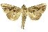  (Nycterotis lignicolor - INBIOCRI001618629)  @14 [ ] Copyright (2012) J. Montero INBio