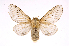  (Artace cribrariaDHJ03 - INBIOCRI001909946)  @15 [ ] Copyright (2012) J. Montero Instituto Nacional de Biodiversidad