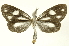 (Tithraustes noctiluces - INBIOCRI001942958)  @11 [ ] Copyright (2012) Juan Mata Lorenzen INBio
