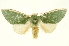  (Moresa costalisDHJ02 - INBIOCRI001993267)  @15 [ ] Copyright (2012) Juan Mata Lorenzen INBio