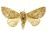  (Hemiceras clarki - INBIOCRI002354745)  @15 [ ] Copyright (2012) Juan Mata Lorenzen INBio