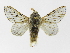  (Artace Montero04 - INBIOCRI002358066)  @11 [ ] Copyright (2012) J. Montero Instituto Nacional de Biodiversidad