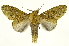  (Macrurocampa remuriaICG01 - INBIOCRI002407995)  @14 [ ] Copyright (2012) J. Montero INBio
