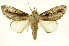 (Pauluma minna - INBIOCRI002505349)  @14 [ ] Copyright (2012) J. Montero INBio