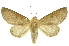 (Hemiceras modestaDHJ01 - INBIOCRI002548845)  @14 [ ] Copyright (2012) Juan Mata Lorenzen INBio