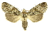  (Poresta lophocera - INBIOCRI002754125)  @11 [ ] Copyright (2012) Juan Mata Lorenzen INBio