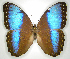  (Morpho helenorICG04 - INB0003493373)  @15 [ ] Copyright (2011) J. Montero Instituto Nacional de Biodiversidad