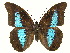  ( - INB0004153530)  @14 [ ] Copyright (2011) J. Montero Instituto Nacional de Biodiversidad