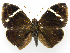  (Dynastor macrosiris - INB0004225754)  @13 [ ] Copyright (2011) J. Montero Instituto Nacional de Biodiversidad