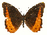  ( - INB0004270291)  @14 [ ] Copyright (2011) J. Montero Instituto Nacional de Biodiversidad