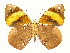  ( - INB0004270320)  @12 [ ] Copyright (2011) J. Montero Instituto Nacional de Biodiversidad
