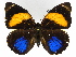  ( - INB0004270528)  @15 [ ] Copyright (2011) J. Montero Instituto Nacional de Biodiversidad