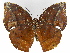  ( - INB0004270861)  @15 [ ] Copyright (2011) J. Montero Instituto Nacional de Biodiversidad