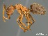  (Anoplolepis AFRC-WCA-01 - AFR-PGH2009.09.07-wp41-01a)  @11 [ ] Unspecified (default): All Rights Reserved  Unspecified Unspecified