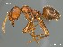  (Anoplolepis steingroeveri - AFR-EN1-D-HC-F10)  @14 [ ] Unspecified (default): All Rights Reserved  Unspecified Unspecified