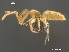  (Brachymyrmex AFRC-MPU-01 - AFR-HGL-BL-HC-F09)  @15 [ ] Unspecified (default): All Rights Reserved  Unspecified Unspecified