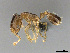 (Monomorium vaguum - CASENT0814051)  @11 [ ] CreativeCommons - Attribution (2018) Brian Fisher California Academy of Sciences