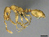 (Monomorium rastractum - CASENT0814043)  @11 [ ] CreativeCommons - Attribution (2018) Brian Fisher California Academy of Sciences