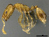  (Monomorium afrc-za03 - CASENT0814013)  @15 [ ] CreativeCommons - Attribution (2018) Brian Fisher California Academy of Sciences