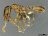  (Monomorium shilohense - CASENT0814046)  @11 [ ] CreativeCommons - Attribution (2018) Brian Fisher California Academy of Sciences