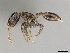  (Monomorium guillarmodi - CASENT0814031)  @11 [ ] CreativeCommons - Attribution (2018) Brian Fisher California Academy of Sciences