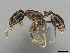  (Monomorium kelapre - CASENT0814034)  @14 [ ] CreativeCommons - Attribution (2018) Brian Fisher California Academy of Sciences