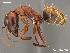  (Camponotus AFRC-LIM-02 - AFR-TQM-140-B2-i)  @16 [ ] Unspecified (default): All Rights Reserved  Unspecified Unspecified