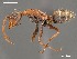  (Camponotus AFRC-NAM-03 - AFR-CND-2010-41-F03)  @15 [ ] Unspecified (default): All Rights Reserved  Unspecified Unspecified