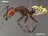  (Camponotus detritus - AFR-CND-2010-03-F01)  @15 [ ] Unspecified (default): All Rights Reserved  Unspecified Unspecified