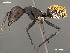  (Camponotus fulvopilosus - AFR-PGH2011.01.13-wp150-01)  @16 [ ] Unspecified (default): All Rights Reserved  Unspecified Unspecified