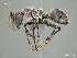  (Camponotus mayri - AFR-CSP3-SS-13m)  @15 [ ] Unspecified (default): All Rights Reserved  Unspecified Unspecified