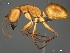  (Camponotus mystaceus - AFR-EN1-D-HC-F28)  @16 [ ] Unspecified (default): All Rights Reserved  Unspecified Unspecified