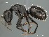  (Camponotus niveosetosus - AFR-EN1-D-HC-F06)  @16 [ ] Unspecified (default): All Rights Reserved  Unspecified Unspecified