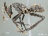  (Camponotus petersii - AFR-MOG1-HC-F18)  @16 [ ] Unspecified (default): All Rights Reserved  Unspecified Unspecified