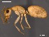  (Camponotus simulans - AFR-CND-2010-47-F02)  @16 [ ] Unspecified (default): All Rights Reserved  Unspecified Unspecified