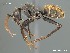  (Camponotus AFRC-SA-1SSA - AFR-MLK-HC-F29)  @16 [ ] Unspecified (default): All Rights Reserved  Unspecified Unspecified