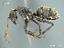  (Camponotus AFRC-SA-1SSC - AFR-ENG1-HC-F25)  @15 [ ] Unspecified (default): All Rights Reserved  Unspecified Unspecified